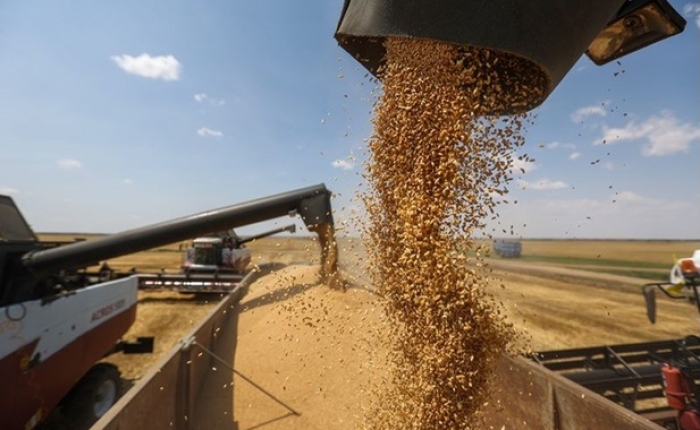الحرب تفاقم من أزمة المجاعة.. حرب روسيا لأوكرانيا يهدد إمدادات المحاصيل والأسمدة الرئيسة على مستوى العالم